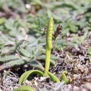 Photographie n°2243100 du taxon Ophioglossum lusitanicum L.