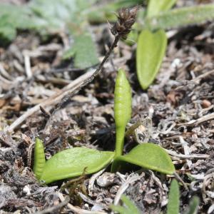 Photographie n°2243101 du taxon Ophioglossum lusitanicum L.