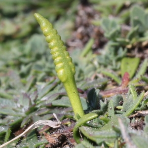 Photographie n°2243102 du taxon Ophioglossum lusitanicum L.