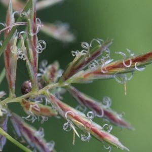 Photographie n°2243108 du taxon Cyperus longus L.