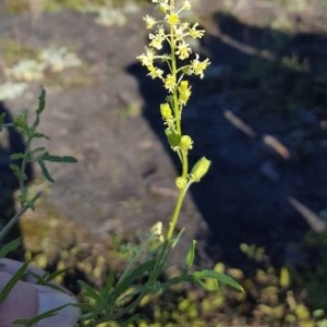 Photographie n°2243118 du taxon Reseda lutea L. [1753]