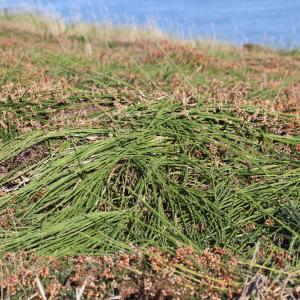 Photographie n°2243121 du taxon Cytisus scoparius subsp. maritimus (Rouy) Heywood