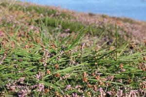 Marie  Portas, le 12 septembre 2018 (Ouessant)