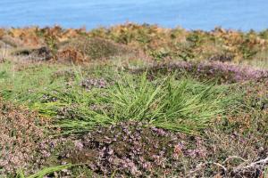 Marie  Portas, le 12 septembre 2018 (Ouessant)