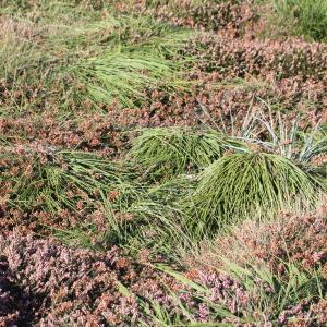 Photographie n°2243138 du taxon Cytisus scoparius subsp. maritimus (Rouy) Heywood