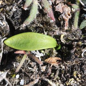 Photographie n°2243145 du taxon Ophioglossum lusitanicum L.