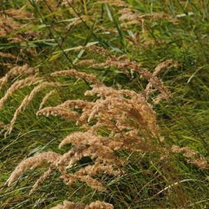 Photographie n°2243175 du taxon Calamagrostis epigejos (L.) Roth [1788]