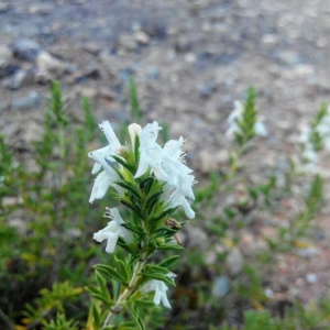 Photographie n°2243286 du taxon Satureja montana L. [1753]