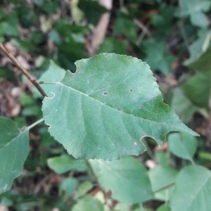 Photographie n°2243418 du taxon Prunus domestica L. [1753]