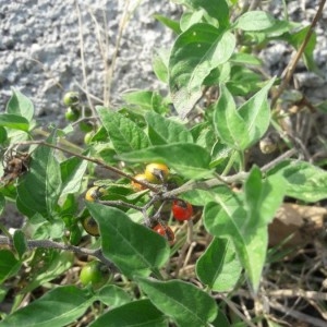 Photographie n°2243426 du taxon Solanum dulcamara L. [1753]