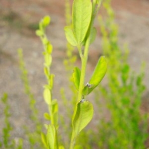 Photographie n°2243449 du taxon Cytisus villosus Pourr. [1788]