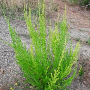 Photographie n°2243451 du taxon Cytisus villosus Pourr. [1788]