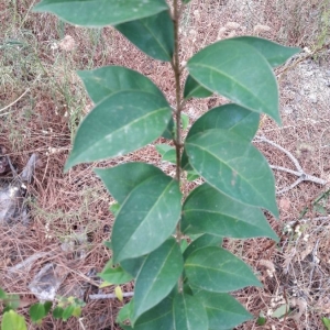 Photographie n°2243452 du taxon Ligustrum lucidum W.T.Aiton [1810]