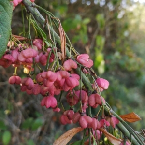 Photographie n°2243482 du taxon Euonymus europaeus L. [1753]