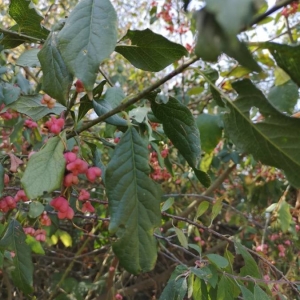 Photographie n°2243484 du taxon Euonymus europaeus L. [1753]