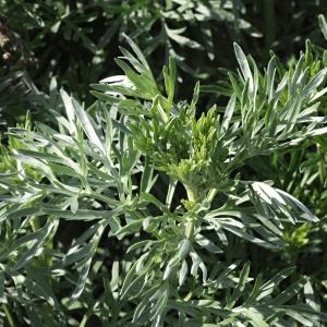 Photographie n°2243500 du taxon Artemisia absinthium L. [1753]