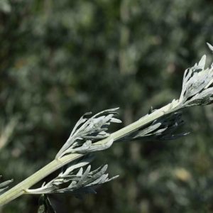 Photographie n°2243503 du taxon Artemisia absinthium L. [1753]