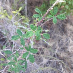 Photographie n°2243521 du taxon Rubus ulmifolius Schott [1818]