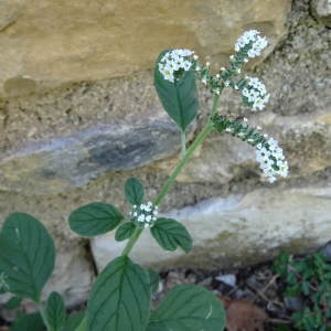 Photographie n°2243524 du taxon Heliotropium europaeum L. [1753]