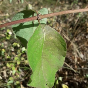 Photographie n°2243535 du taxon Lonicera xylosteum L. [1753]