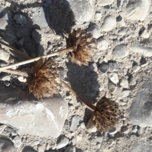 Photographie n°2243538 du taxon Cephalaria leucantha (L.) Schrad. ex Roem. & Schult. [1818]