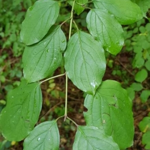 Photographie n°2243553 du taxon Cornus sanguinea L. [1753]