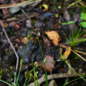 Photographie n°2243571 du taxon Juncus bufonius L. [1753]