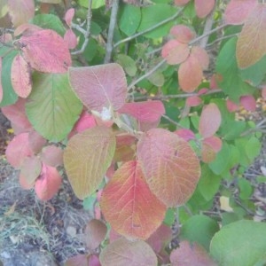 Photographie n°2243614 du taxon Viburnum lantana L. [1753]