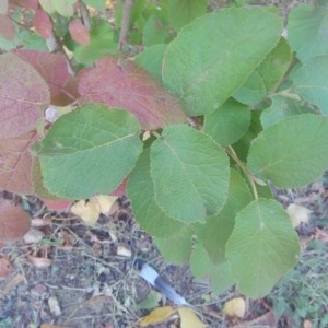 Photographie n°2243615 du taxon Viburnum lantana L. [1753]