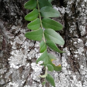 Photographie n°2243618 du taxon Gleditsia triacanthos L. [1753]