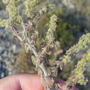 Photographie n°2243658 du taxon Galium maritimum L. [1767]