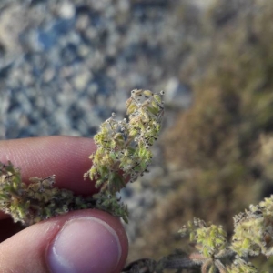 Photographie n°2243659 du taxon Galium maritimum L. [1767]