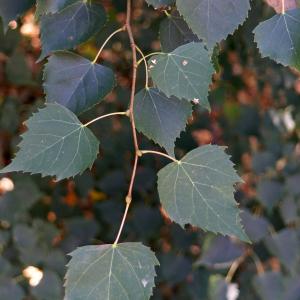 Photographie n°2243668 du taxon Tilia mongolica Maxim. [1880]