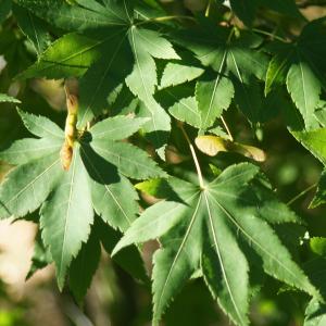 Acer palmatum Thunb. (Érable japonais lisse)