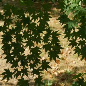 Photographie n°2243681 du taxon Acer palmatum Thunb. [1784]