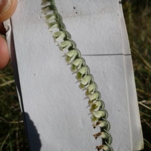 Photographie n°2243689 du taxon Spiranthes spiralis (L.) Chevall. [1827]