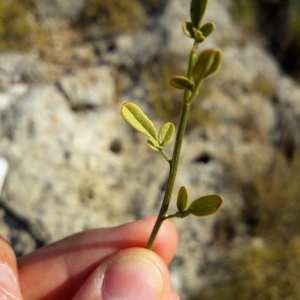 Photographie n°2243696 du taxon Jasminum fruticans L. [1753]