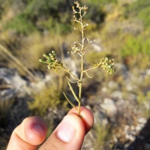 Photographie n°2243700 du taxon Thesium humifusum DC. [1815]