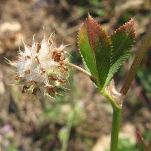 Photographie n°2243703 du taxon Trifolium resupinatum L. [1753]