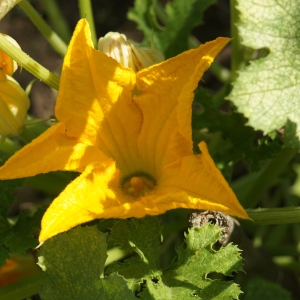 Photographie n°2243711 du taxon Cucurbita pepo L. [1753]