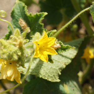 Cucumis sativus L. (Concombre)