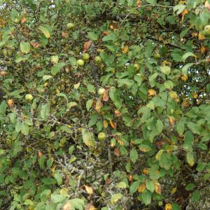 Photographie n°2243732 du taxon Malus acerba Mérat [1812]