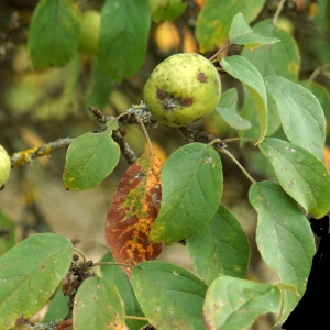 Photographie n°2243734 du taxon Malus acerba Mérat [1812]