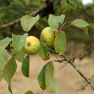 Photographie n°2243736 du taxon Malus acerba Mérat [1812]