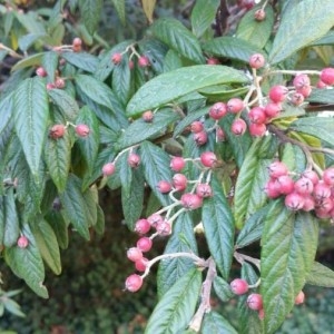  - Cotoneaster salicifolius Franch. [1885]