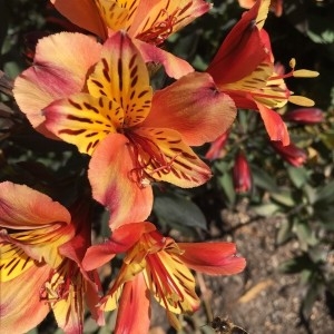 Photographie n°2243763 du taxon Alstroemeria aurea Graham [1833]