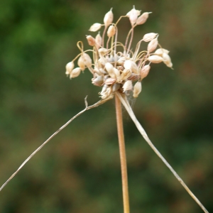 Photographie n°2243769 du taxon Allium flexum Waldst. & Kit. [1812]