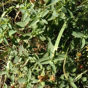 Photographie n°2243770 du taxon Hypericum perforatum L. [1753]