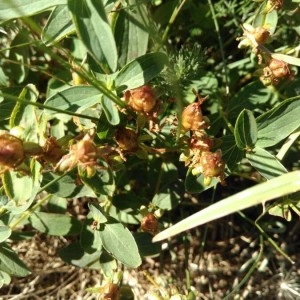 Photographie n°2243771 du taxon Hypericum perforatum L. [1753]