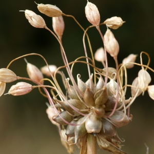 Photographie n°2243774 du taxon Allium flexum Waldst. & Kit. [1812]